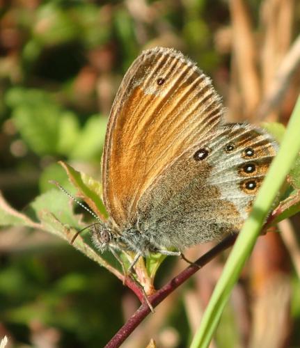 Réf. 208 691 : Coenonympha arcania